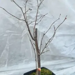 Noisetier 'coxford' 'Cosford' (Corylus avellana) — jeune arbuste dénudé en pot de pépinière · Pot 2.5L