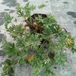 Géranium au parfum de rose (Pelargonium × blandfordianum) — jeune plant ramifié au feuillage découpé en pot · Pot 3L
