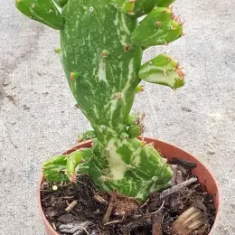 Figuier de barbarie 'Variegata' (Opuntia monacantha) — cactus vert panaché en pot plastique · Godet