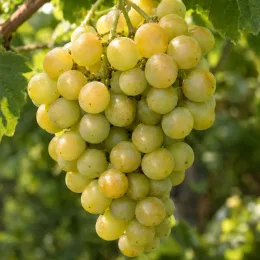 Vigne 'De table perlette' (Vitis vinifera) — grosse grappe de raisins clairs mûrs · Photo d'illustration
