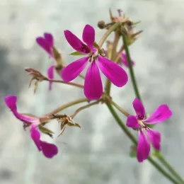 Géranium au parfum de lavande 'Deerwood lavender' (Pelargonium) — petites fleurs roses à cinq pétales allongés