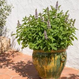 Menthe yakima 'Yakima' (Mentha × piperita) — plante buissonnante en pot vernissé sur terrasse · Photo d'illustration