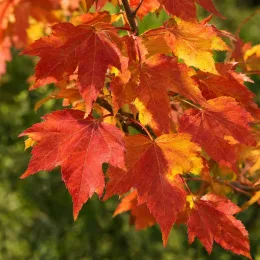 Érable rouge 'Amstrong' (Acer rubrum) — gros plan de feuilles aux teintes rouges et orangées · Photo d'illustration