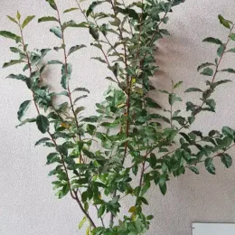 Chalef d'automne (Eleagnus umbellata) — jeune arbuste à longues tiges contre un mur · Pot 8L Touffe