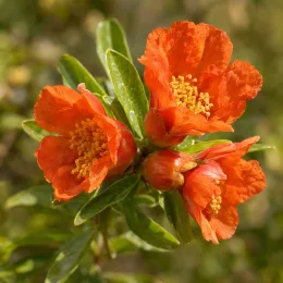 Grenadier sans pépins 'Meknes' (Punica granatum) — fleurs orange vives avec étamines jaunes · Photo d'illustration