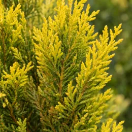 Cyprès de leyland doré 'Pyramidalis aurea' (Cupressocyparis leylandii) — gros plan sur un feuillage conifère doré · Photo d'illustration
