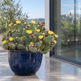 Cactée 'Kurt' (Opuntia) — cactus épineux en pot bleu sur terrasse · Photo d'illustration