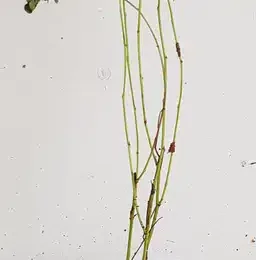 Réglisse glabre (Glycyrrhiza glabra) — jeune plant élancé en pot plastique noir · Godet
