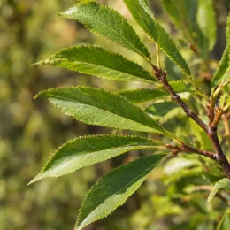 Cerisier du tibet (Prunus serrula) — rameau avec feuilles allongées dentelées en gros plan