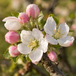 Pommier 'Reinette du normande' (Malus domestica) — fleurs blanches et boutons rose sur branche