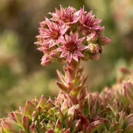 Joubarbe à rosette rose 'Tesoro' (Sempervivum) — tige dressée portant petites fleurs étoilées roses · Photo d'illustration