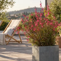 Gaura rose 'Siskiyou red' (Gaura lindheimeri) — plante fleurie rose en bac sur terrasse · Photo d'illustration