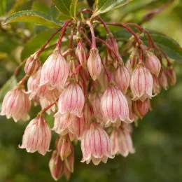 Enkianthus (Enkianthus campanulatus) — grappe de petites clochettes rosées rayées