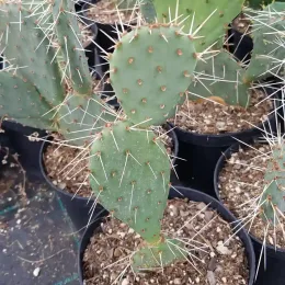 Figuier de barbarie 'Storytelling 1' (Opuntia phaecantha) — jeune cactus épineux en pot de pépinière · Pot 2.5L