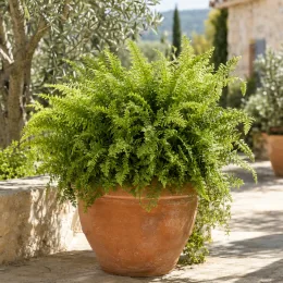 Fougère de boston rustique 'Artic jungle' (Nephrolepsis cordifolia) — fougère dense au feuillage retombant en pot · Photo d'illustration