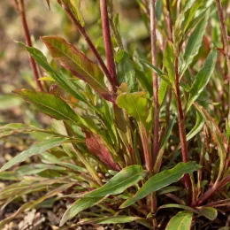Gaura rose 'Siskiyou red' (Gaura lindheimeri) — touffes de feuilles vertes et rouges sur tiges · Photo d'illustration