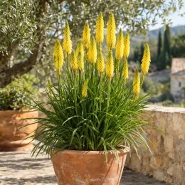 Kniphofia 'Poco® citron' — fleurs jaunes en épis, touffe en pot terre cuite