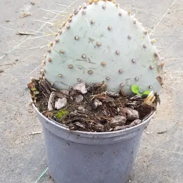 Oponce violette 'Santa rita' (Opuntia violacea) — raquette de cactus épineuse en pot plastique · Pot 2.5L