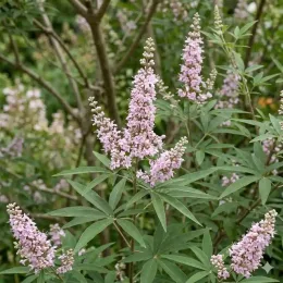 Arbre au poivre 'Santamaria' (Vitex agnus-castus) — fleurs lilas en épis sur arbuste feuillu