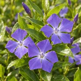 Grande pervenche (Vinca major) — fleurs violettes à cinq pétales parmi le feuillage · Photo d'illustration