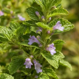 Menthe corse (Mentha requienii) — petites fleurs mauves parmi un dense feuillage vert · Photo d'illustration