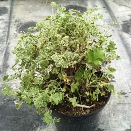 Géranium au parfum de pin maritime 'Variegatum' (Pelargonium fragrans) — touffe de feuillage panaché en pot plastique · Pot 3L