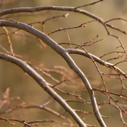 Érable du japon 'Green lace' (Acer palmatum) — rameaux nus avec nombreux bourgeons en gros plan
