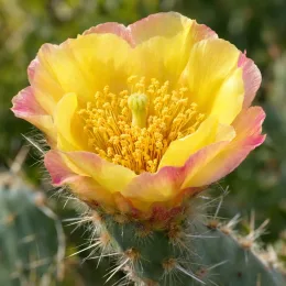 Cactée 'Trichophora' (Opuntia polyacantha) — gros plan sur grande fleur jaune de cactée · Photo d'illustration