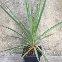 Yucca sentinelle bleu 'Blue sentry' (Yucca rigida) — jeune plante graphique en pot carré noir · Godet