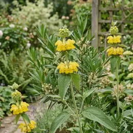 Sauge de jérusalemn 'Hill phlo' (Phlomis) — tiges dressées à fleurs jaunes dans massif fleuri