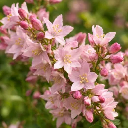 Deutzie 'Prettistars pink carpet' (Deutzia) — grappe de petites fleurs roses étoilées