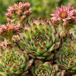 Joubarbe à rosette vert menthe à bords rouges 'Mint marvel' (Sempervivum) — rosettes charnues vertes bordées de rouge avec fleurs · Photo d'illustration