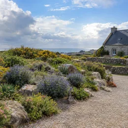 Caryopteris mongholica — massif arbustif fleuri devant maison en pierre · Photo d'illustration