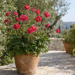 Anémone du japon rouge 'Rubra' (Anemone japonica) — plante fleurie en pot sur terrasse en pierre · Photo d'illustration