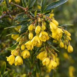 Épine-vinette (Berberis stenophylla) — grappes de petites fleurs jaunes et feuillage vert · Photo d'illustration