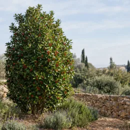 Houx à feuilles de chataigner (Ilex castaneifolia) — arbuste dense avec baies rouges près d’un muret · Photo d'illustration