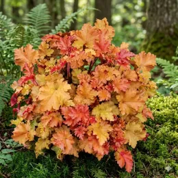 Heuchères 'Marmalade' (Heuchera) — touffe arrondie de feuillage orange vif au jardin