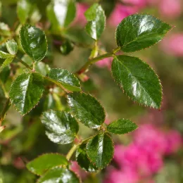 Rosier couvre-sol 'Pretty fairy' (Rosa) — feuilles vernissées dentées avec arrière-plan rose flou · Photo d'illustration