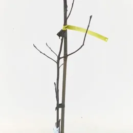 Amélanchier à feuille d'aulne 'Thiessen' (Amelanchier alnifolia) — jeune arbuste sans feuilles tuteuré sur fond clair · Pot 6L Baliveau