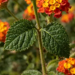 Lantanier (Lantana) — gros plan sur feuilles dentées et fleurs orangées · Photo d'illustration