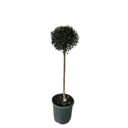 Troène du japon (Ligustrum jonandrum) — arbre taillé en boule dans pot plastique noir · Pot 15L 1/2 tige