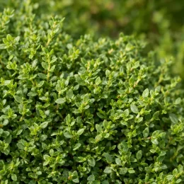 Turquette (Herniaria glabra) — tapis dense de petites feuilles vertes · Photo d'illustration