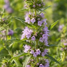 Menthe des cerfs (Mentha cervina) — épi dressé couvert de petites fleurs mauves · Photo d'illustration