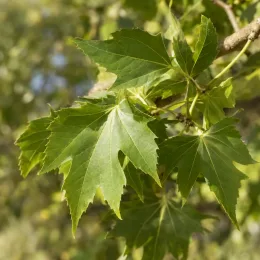Platane à feuilles d'érable '(acerifolia)' (Platanus × hispanica) — gros plan sur des feuilles vertes lobées · Photo d'illustration