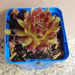 Joubarbe à rosette vert orangé 'Cinnamon starburst' (Sempervivum) — plante succulente en rosette rougeâtre dans pot bleu · Godet