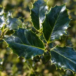 Houx arbustif femelle 'Blue angel' (Ilex × meserveae) — feuillage luisant aux feuilles épineuses dentées · Photo d'illustration