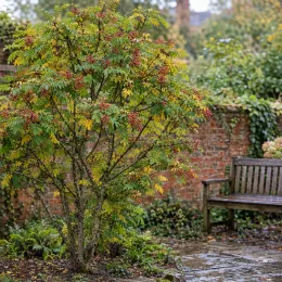 Poivrier de sansho (Zanthoxylum schinifolium) — arbuste fruité dans un jardin près d'un banc · Photo d'illustration