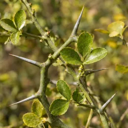 Porte-greffe 'Rich' (Poncirus trifoliata) — rameau épineux avec feuilles trifoliées vertes · Photo d'illustration