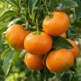 Mandarinier satsuma unshui (Citrus unshui) — grappe de petits agrumes mûrs sur branche feuillue · Photo d'illustration