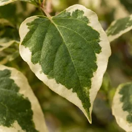 Clerodendron 'Pink diamond' (Clerodendron bungei) — gros plan de feuille panachée verte et crème